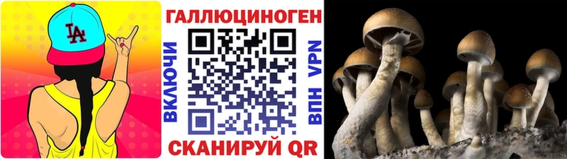 Купить где  Кириллов  Псилоцибиновые грибы Cubensis 